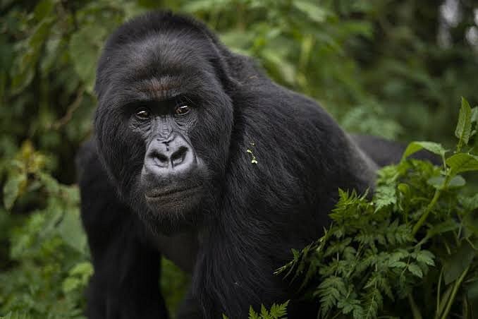 Gorilla trekking (Activities) In Bwndi Impenetrable