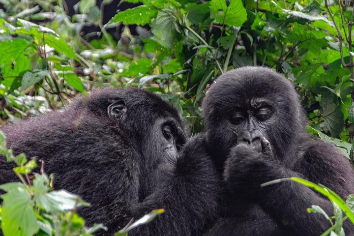 Mgahinga Gorilla National Park Gorilla Trekking