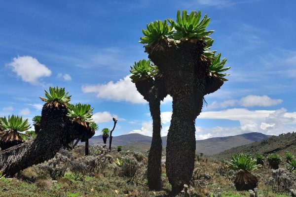 Mount Elgon National park