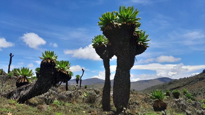 Mount Elgon National park