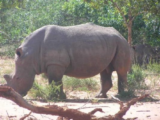 Budongo Wildlife Reserve