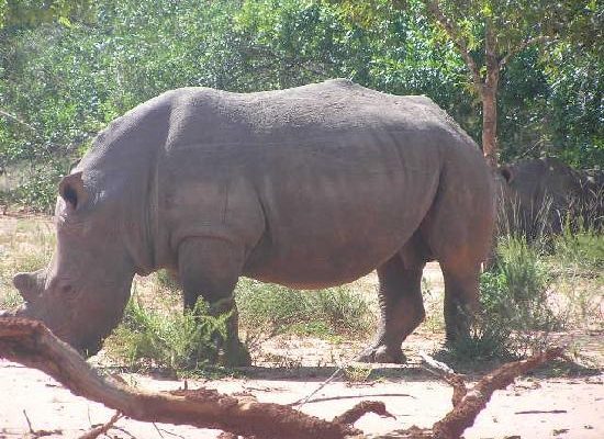 Budongo Wildlife Reserve