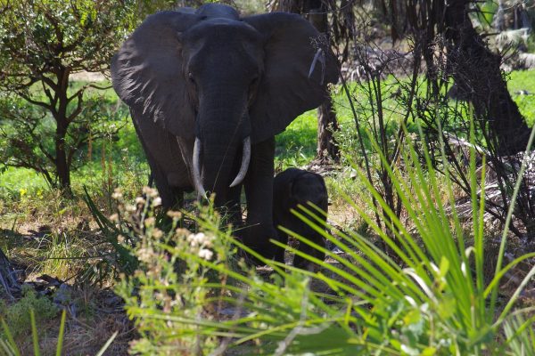 selous game reserve