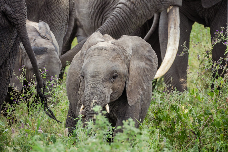 12 days Kilimanjaro climb and Tanzania safari, Machame route 6 days with Ngorongoro safari,  Mount Kilimanjaro and Big Five safari combo package, Uhuru peak climb and Tarangire elephant tour, Tanzania bush and mountain safari operator, Kilimanjaro trek with Ngorongoro crater safari price, Machame route Barranco wall climb and safari, Best time for Kilimanjaro climb and Tanzania safari combo, Tanzania safari Land Cruiser private tour from Arusha

